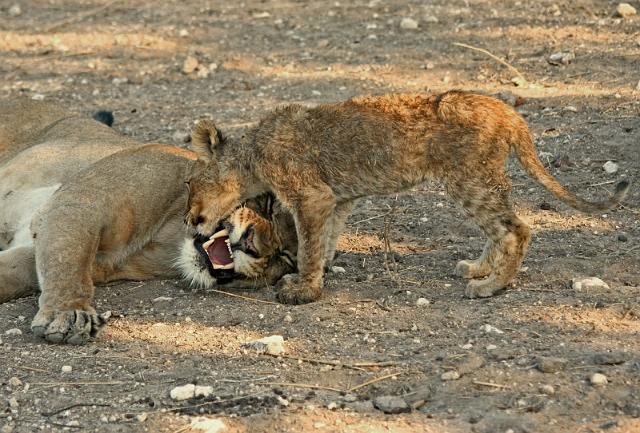 193 Ongava game reserve, little ongava, welp dat wil spelen.JPG